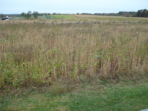Miller Cornfield