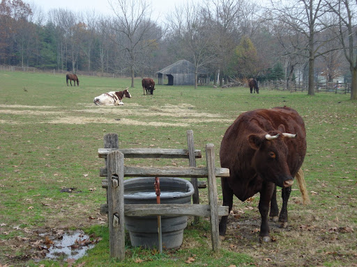 cattle