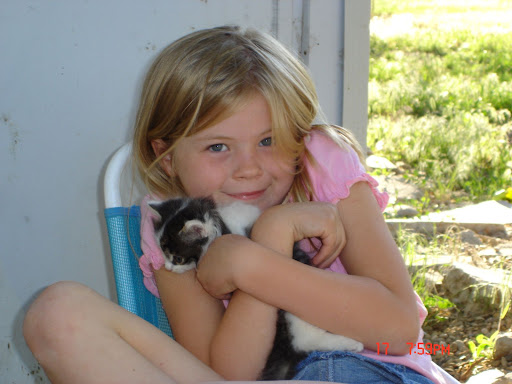 Idaho Kittens Boise Idaho Kittens Boise