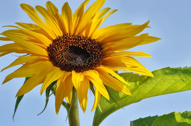 [sunflower2[4].jpg]