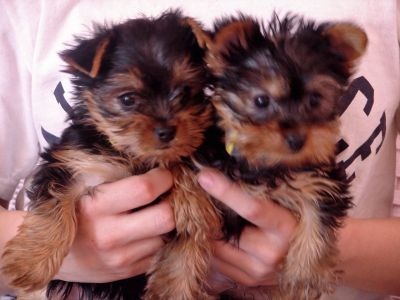 [big_teacup yorkie puppies for adoption 1 1 101[2].jpg]