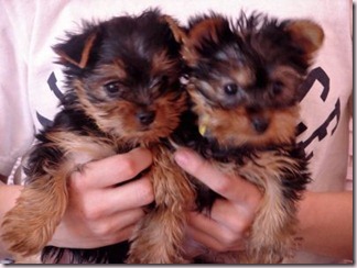 big_teacup yorkie puppies for adoption 1 1 101