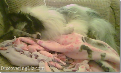 Sleepy Dixie