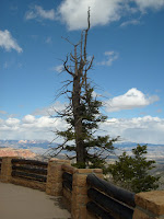 S6301096.JPG Photo