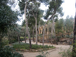 Guell Park