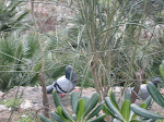 Guell Park