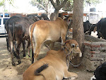 Cows @ Ashram
