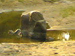 Kanha Riverbed.jpg