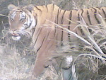 Kanha Tiger3.jpg
