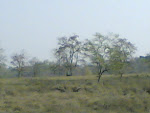 Kanha Meadow6.jpg