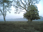 Kanha Meadow8.jpg