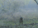 Kanha Wild Boar2.jpg