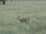 Kanha6 Deer.jpg