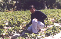 Mahabaleshwar Strawberry Farm.jpg