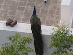 IMG_4045.JPG