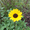 Black Eyed Susan