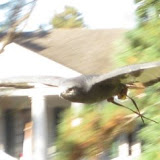 IMG_3856.JPG