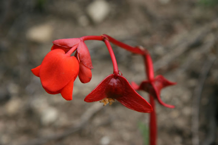 Ветер в кактусах: отчет о поездке Перу - Боливия