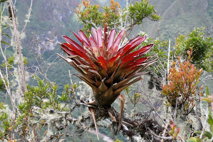 Ветер в кактусах: отчет о поездке Перу - Боливия