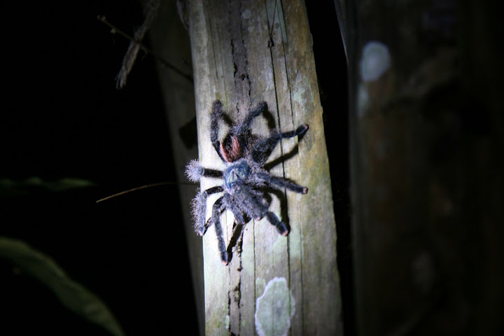Ветер в кактусах: отчет о поездке Перу - Боливия