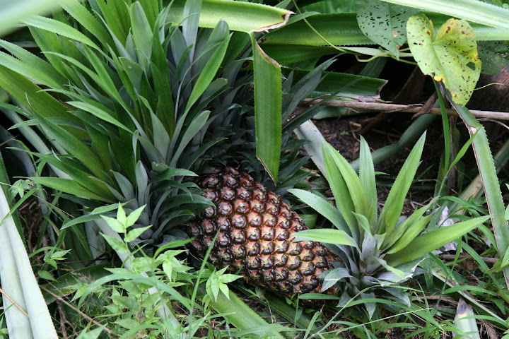 Ветер в кактусах: отчет о поездке Перу - Боливия