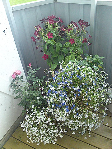 [DSC00925[1][5].jpg]