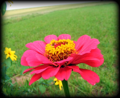 zinnia2.jpeg