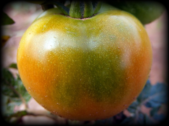 [tomato.jpeg[15].jpg]
