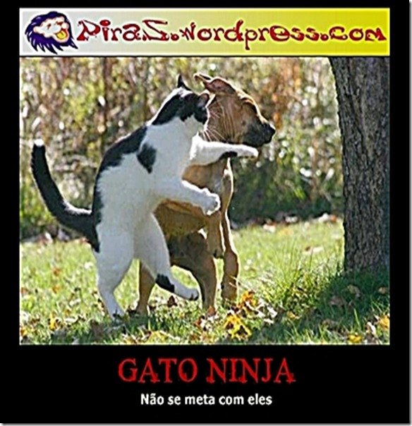 piras-gato-ninja