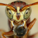 Wasp