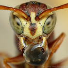 Wasp