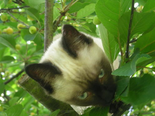 http://lh4.ggpht.com/_Af2NJS5Y8NA/S1I65YVQtzI/AAAAAAAABt8/SV5372D0k0A/DSCN1822.jpg