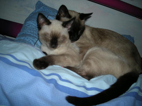 http://lh4.ggpht.com/_Af2NJS5Y8NA/S1I81wcashI/AAAAAAAAB5M/ymuETNTXENo/DSCN2464.jpg