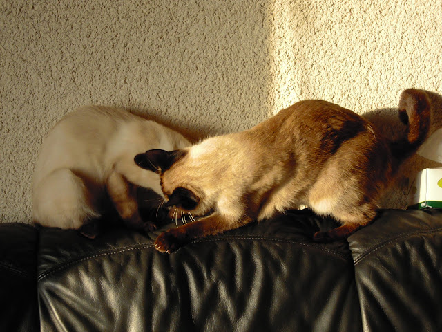 http://lh4.ggpht.com/_Af2NJS5Y8NA/S5ISWQyQY9I/AAAAAAAADjA/OXCq1ynNauc/s640/DSCN0088.jpg