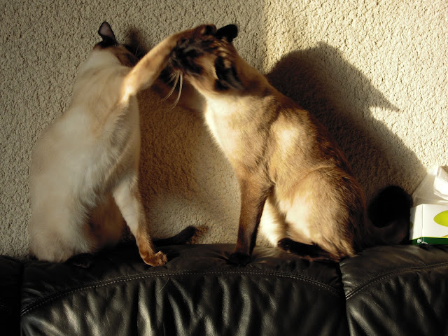 http://lh4.ggpht.com/_Af2NJS5Y8NA/S5ISX8XWUnI/AAAAAAAADjM/owmrqt_IIw8/s640/DSCN0091.jpg