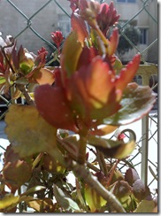 20090306818 (2)