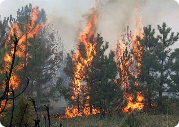 Не допустить пожаров в лесопарковой зоне