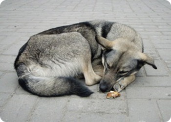 фото Городское «общежитие» для бездомных животных появится в Твери в 2012 году