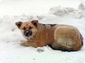 фото Благотворительная акция помощи Тверским приютам для животных