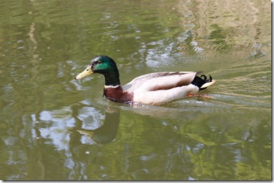 IMG_3088 IMG_3088