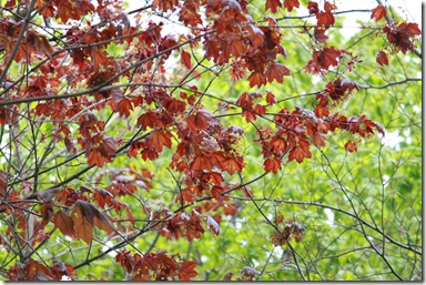 IMG_2558 IMG_2558