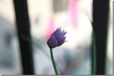 IMG_3428 IMG_3428