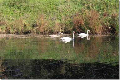 IMG_2850 IMG_2850