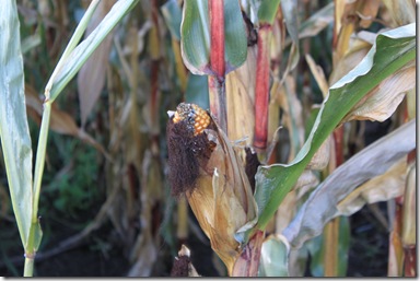 IMG_3947 IMG_3947