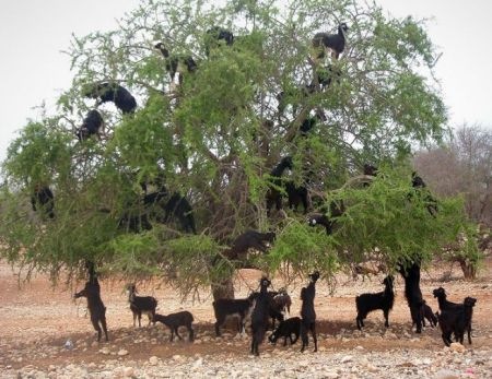 [cabras[2].jpg]