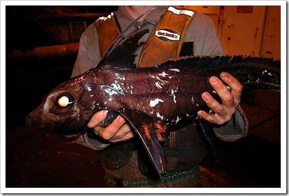 peixe