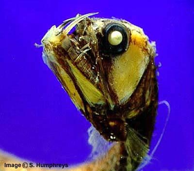 [peixe3[2].jpg]