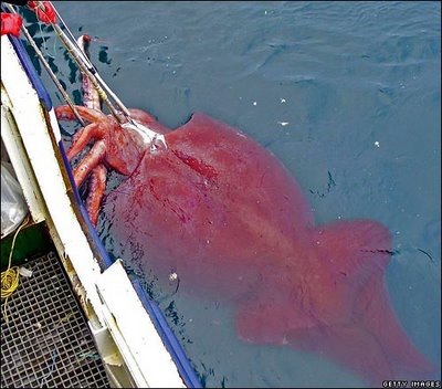 [peixe6[2].jpg]