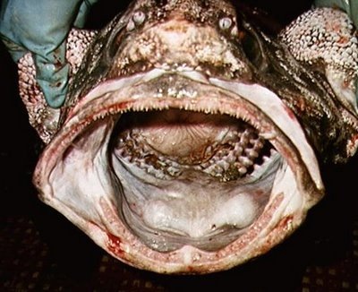 [peixe10[2].jpg]