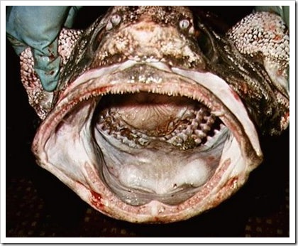 peixe10